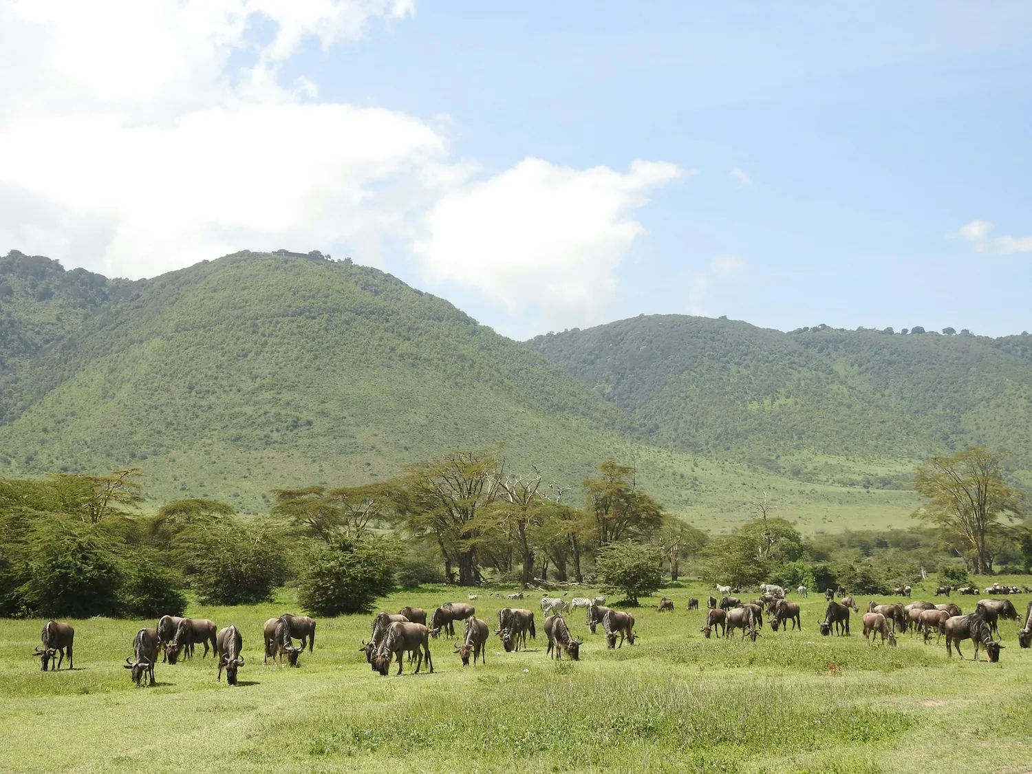 Gnuflokk på savannen i Tanzania