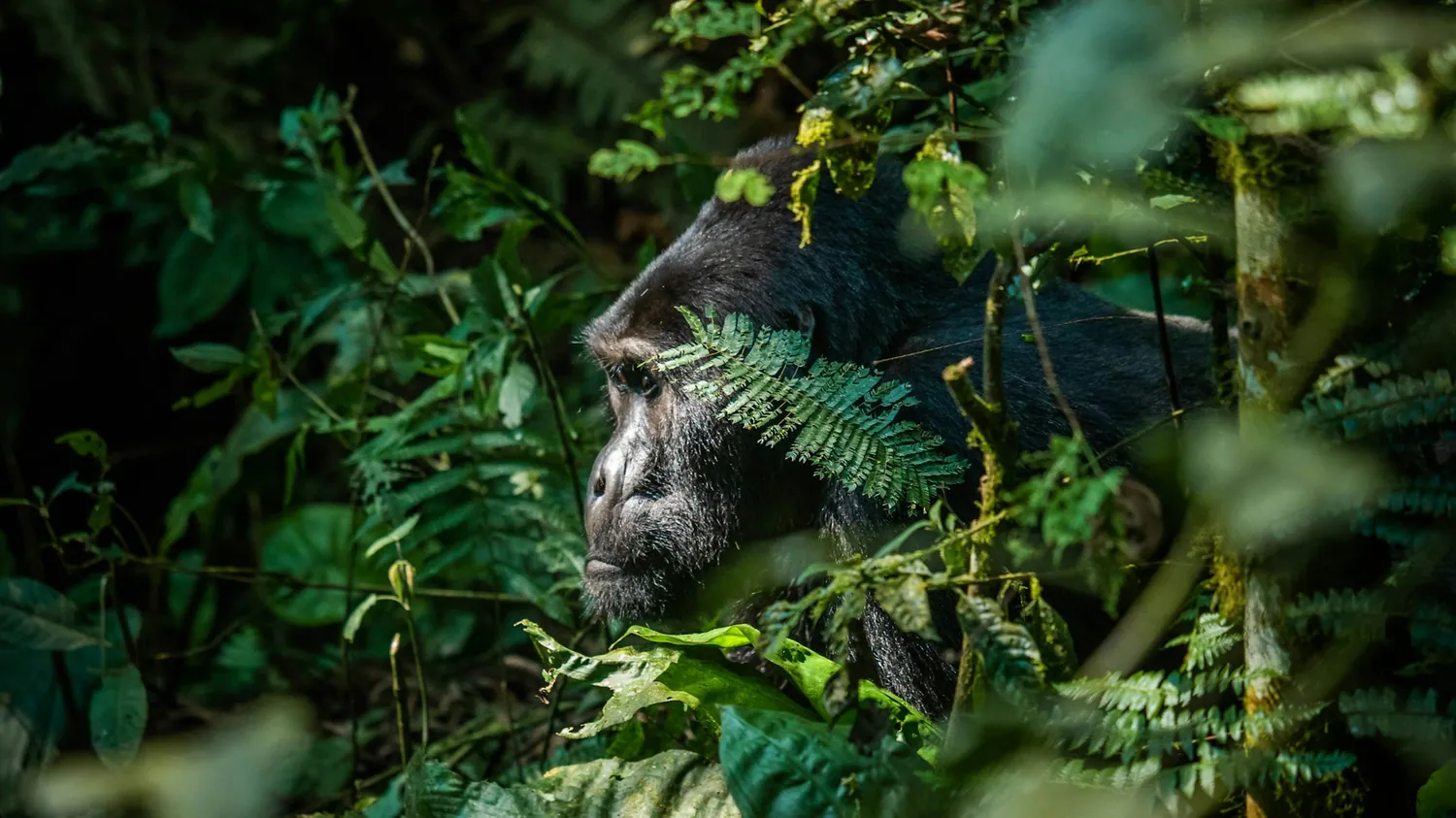 Fjellgorilla i regnskogen i Uganda