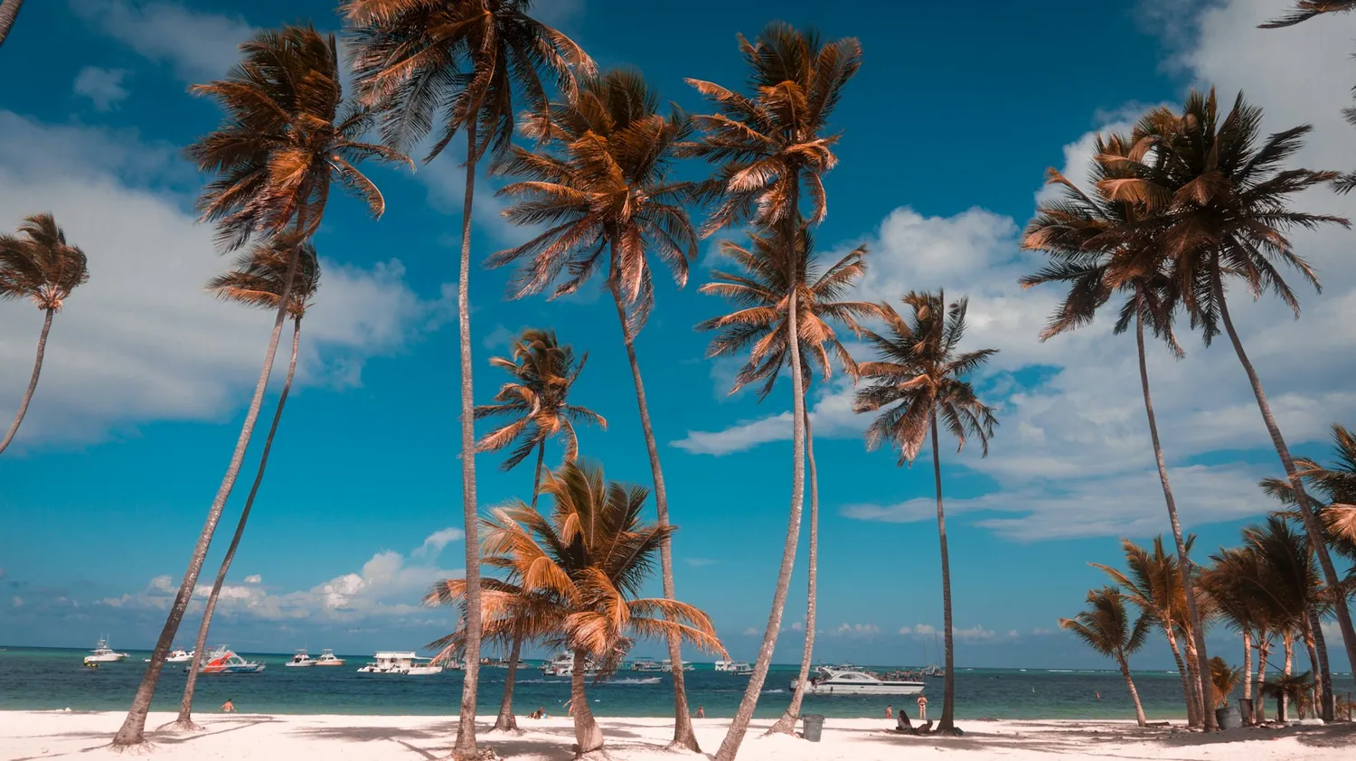 Kokospalmer ved Bavaro Beach i Punta Cana