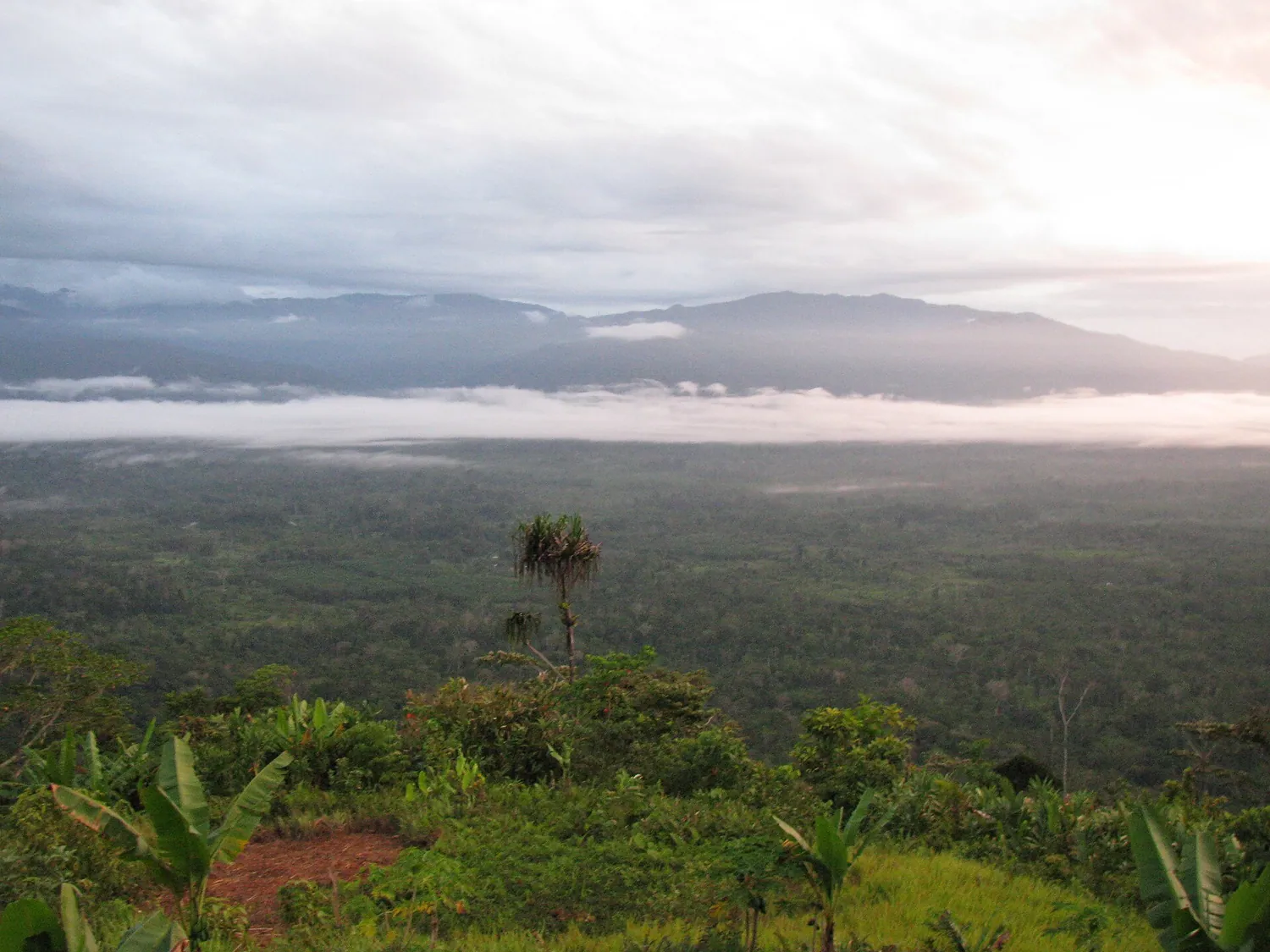 Morgenlys ved Kokoda-stien i Papua Ny-Guinea