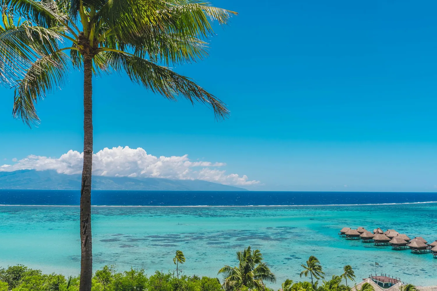 Turkis lagune med palmer på Tahiti