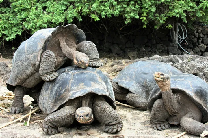 Skilpadder pa Galapagos